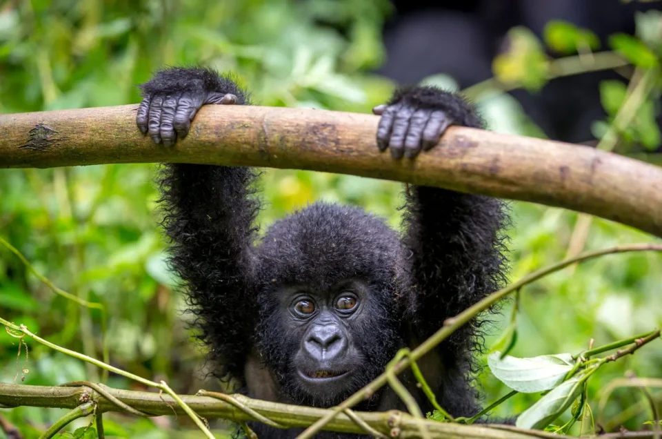 A Baby Gorilla swinging in Bwindi Impenetrable Forest