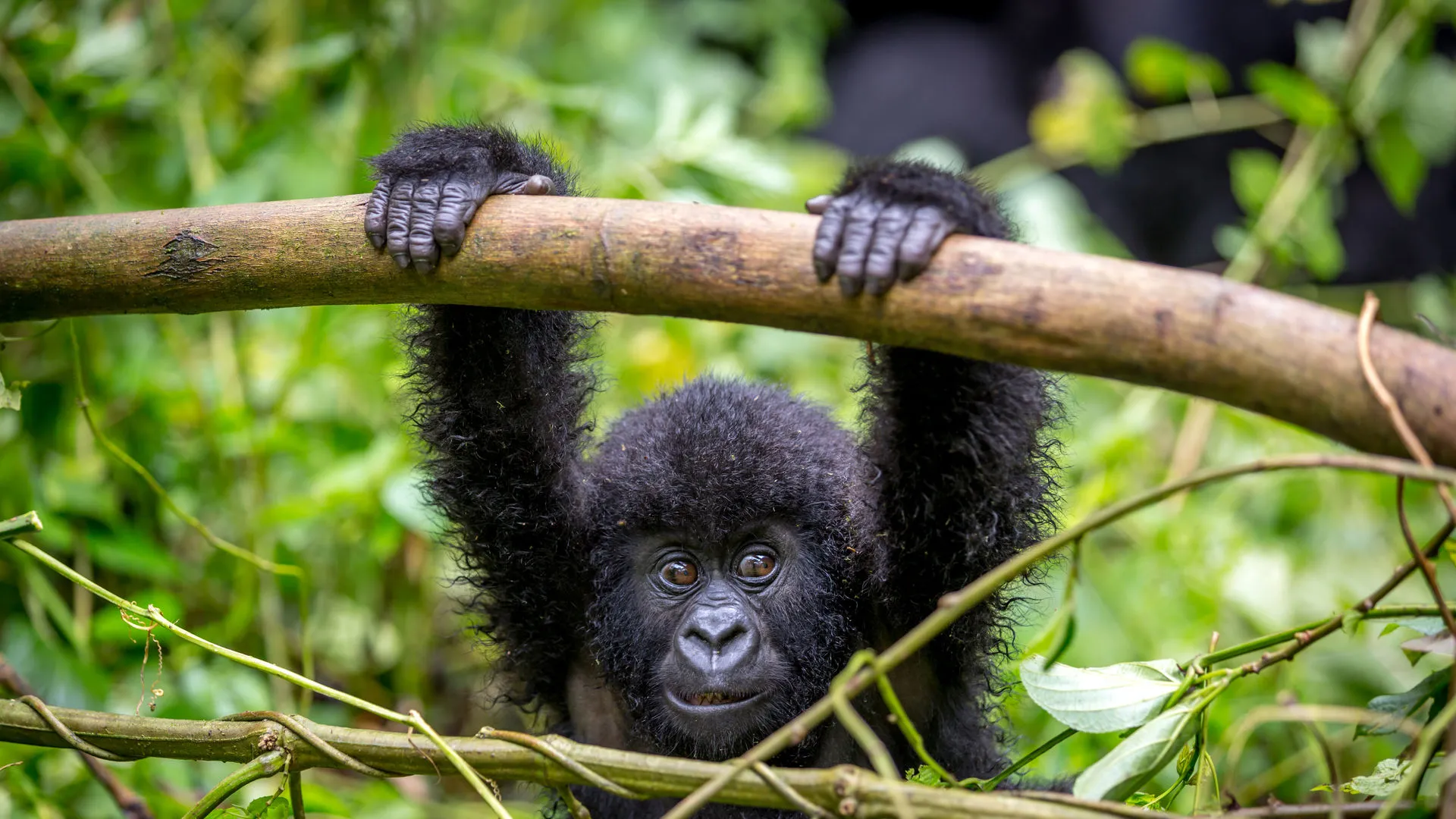 A Baby Gorilla swinging in Bwindi Impenetrable Forest