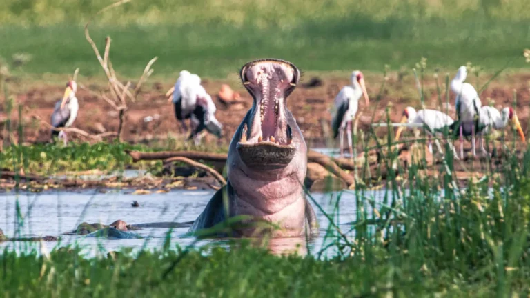 A hippo in Queen-Elizabeth-National-Park