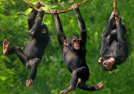 chimpanzees swinging on a tree brank in Kibale Forest