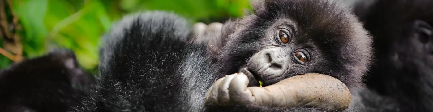 Gorilla Trekking Uganda Vs Rwanda
