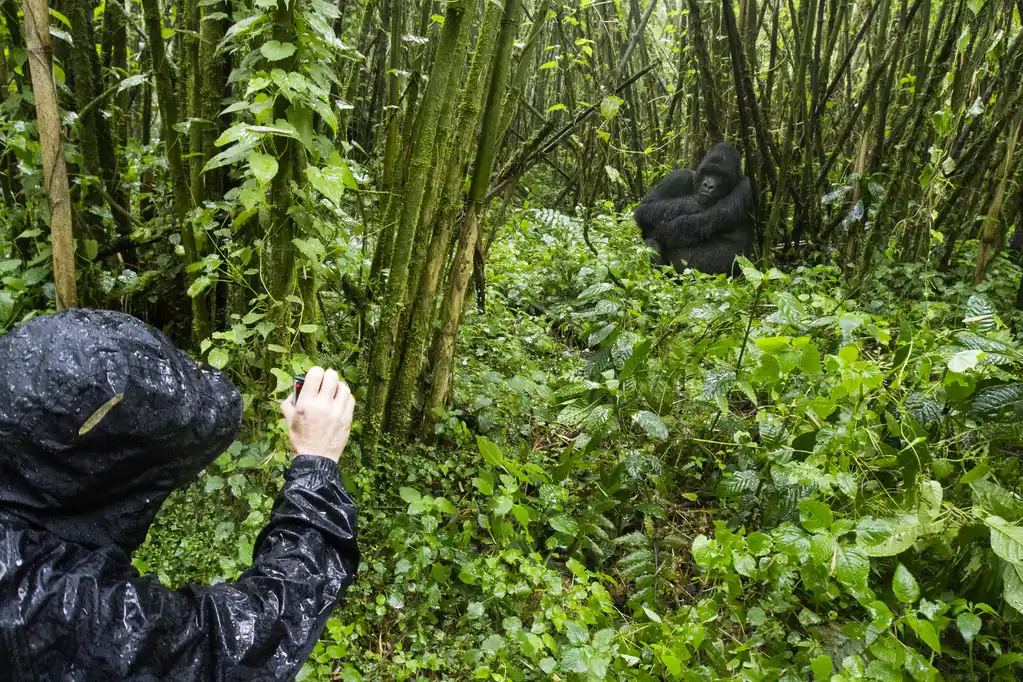 Gorilla viewing in Bwindi Impenetrable Forest