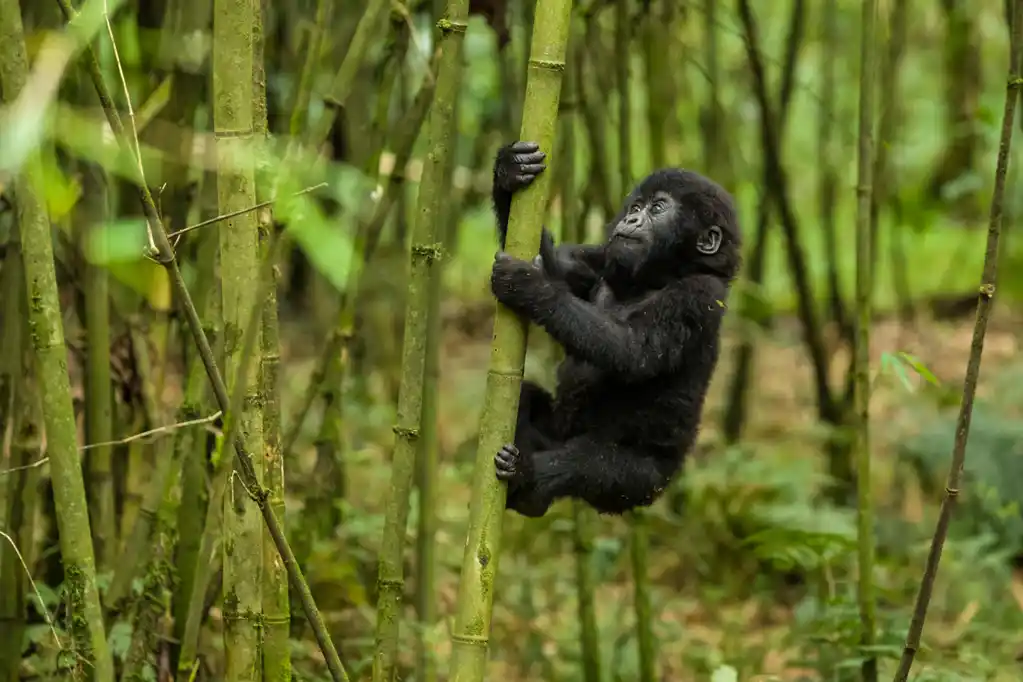 a baby gorilla in Mgahinga Gorilla National Park