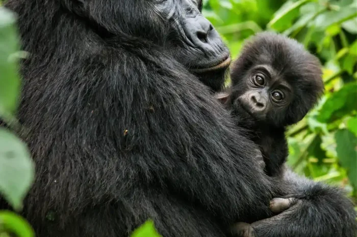 2 Day Uganda Gorilla Trekking Safari