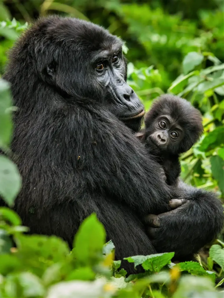a mother gorilla in Bwindi Impenetrable Forest
