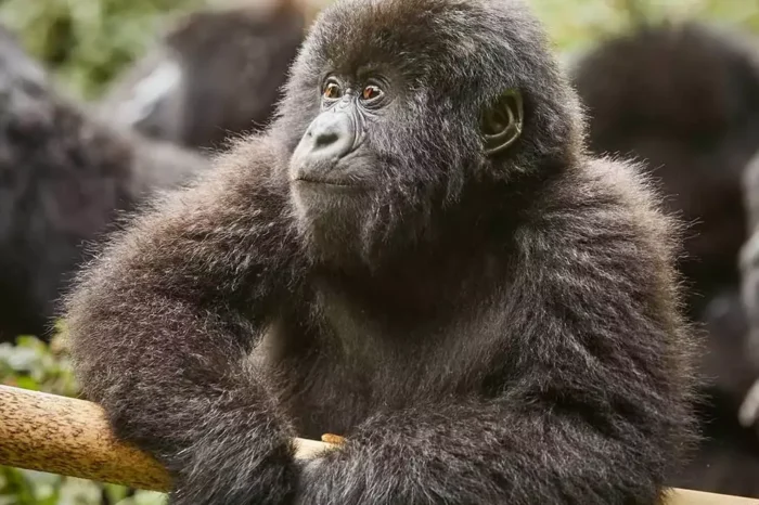 3- Day Gorilla Habituation Experience