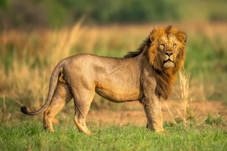 Lion in Murchison Falls National Park
