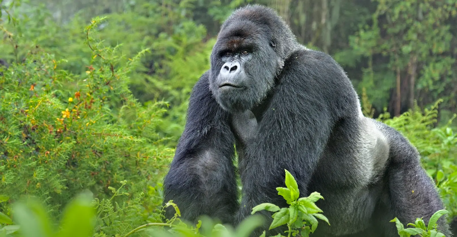 10 Days Uganda Safari