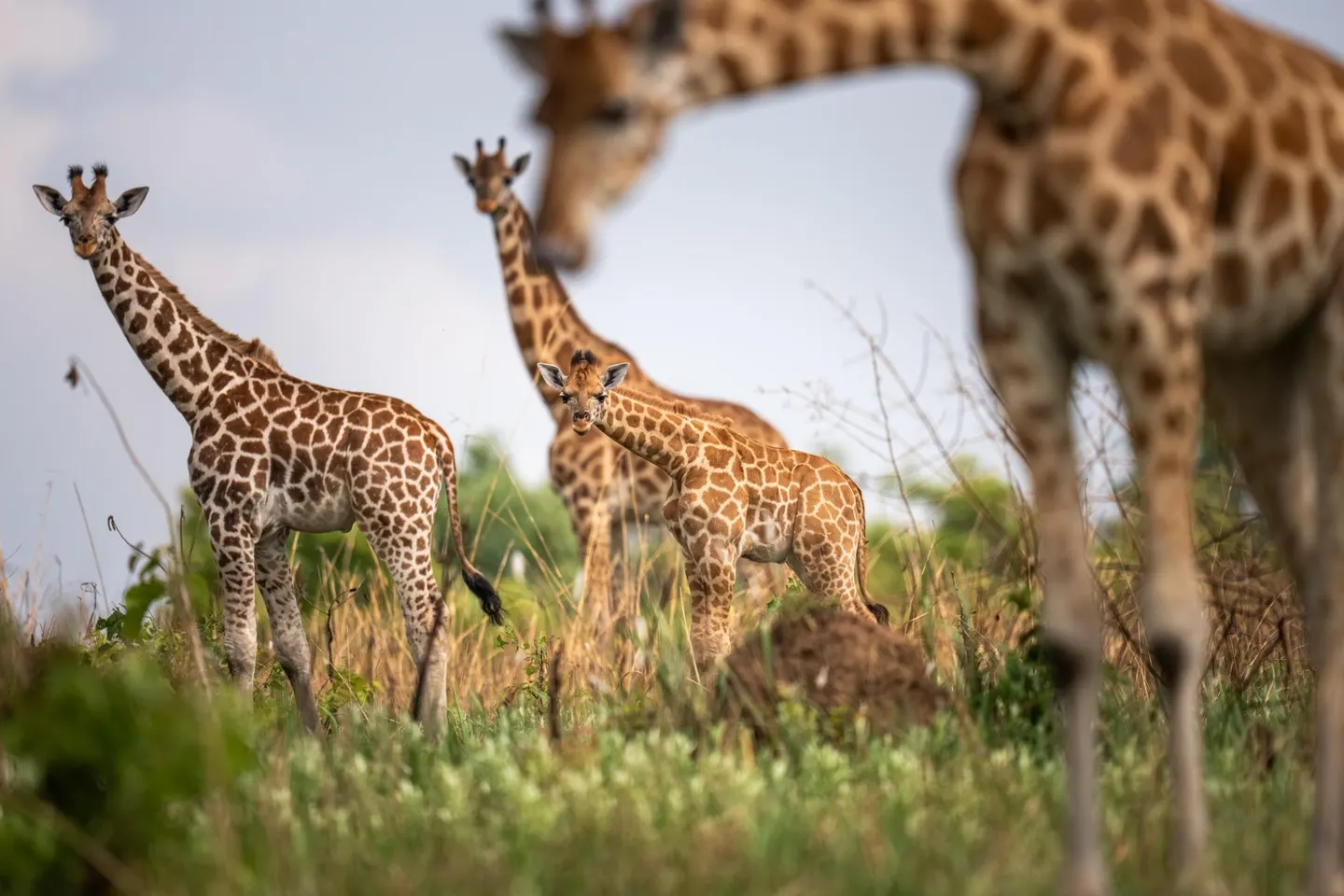 Giraffes in Murchison Falls National Park