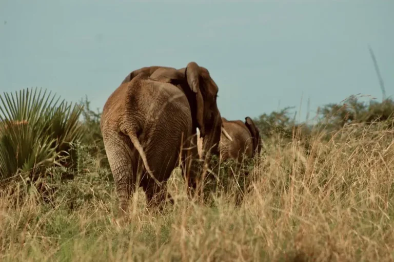 Elephants in Murchsion Falls National Park
