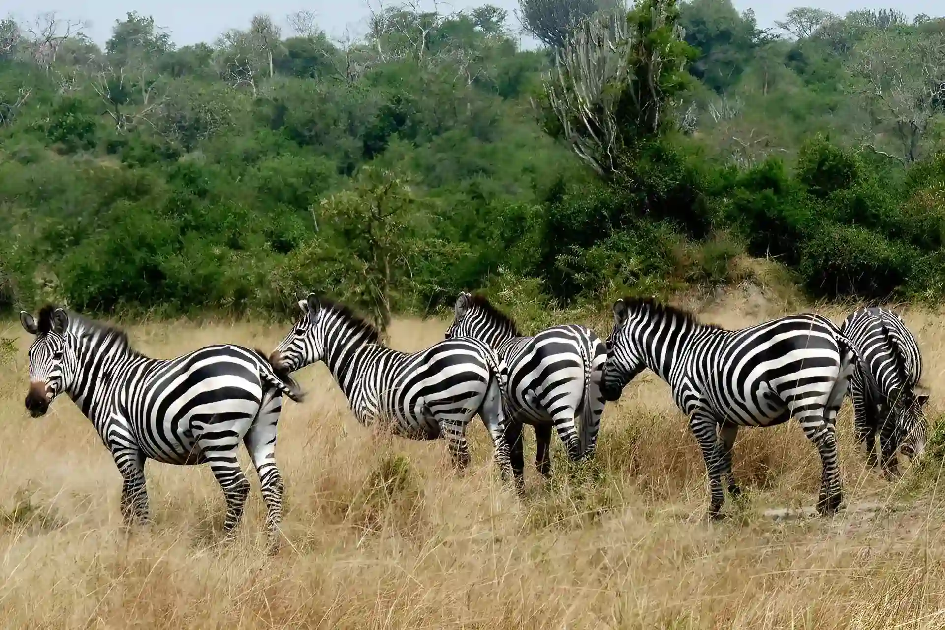 Lake-Mburo-National-park (1)
