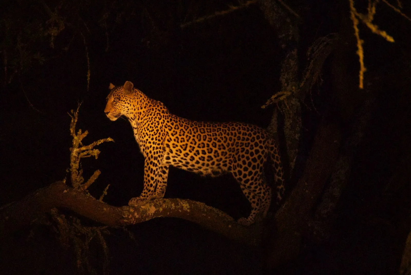 Leopard in Lake Mburo National Park (2)