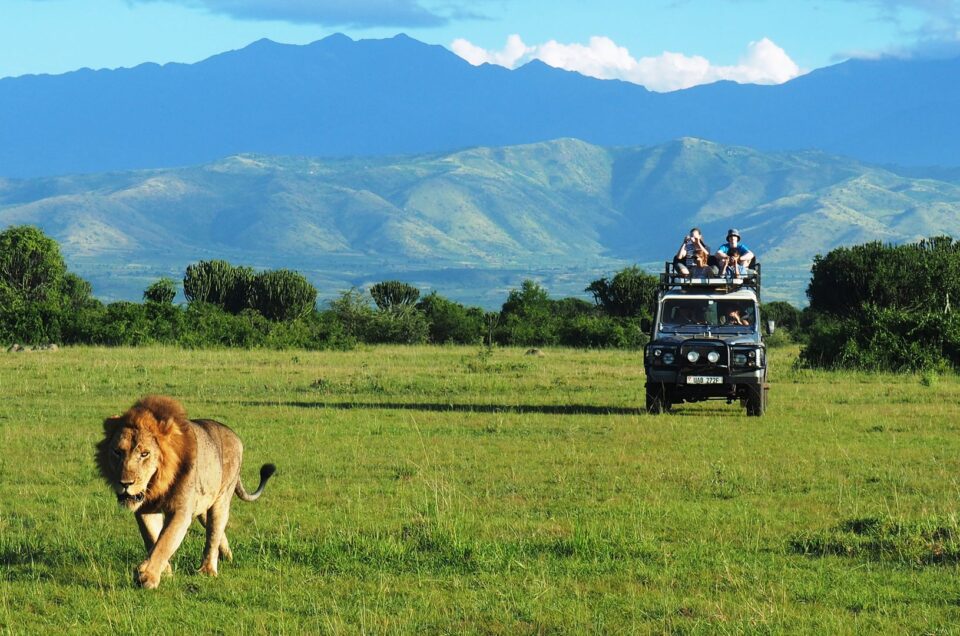Lion_predator_tracking in Queen Elizabeth National Park