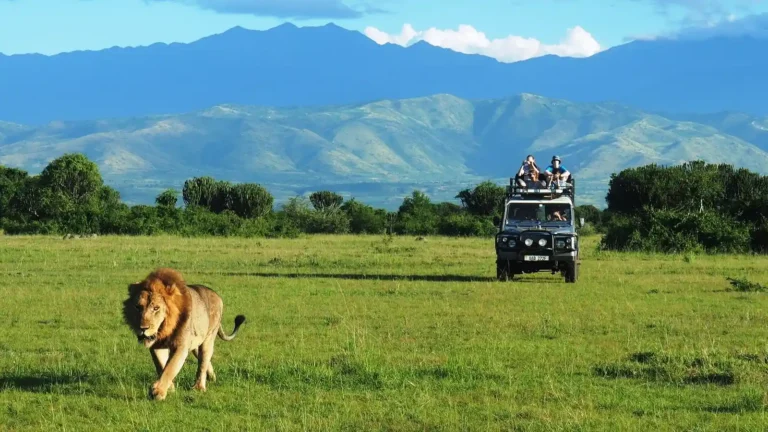 Lion Tracking in Queen Elizabeth National Park