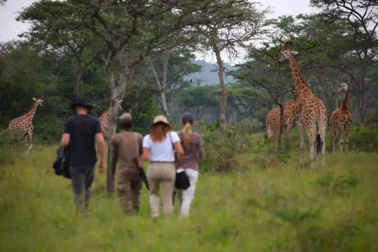 Walking-safari-in-Lake-Mburo-National-Park (1)