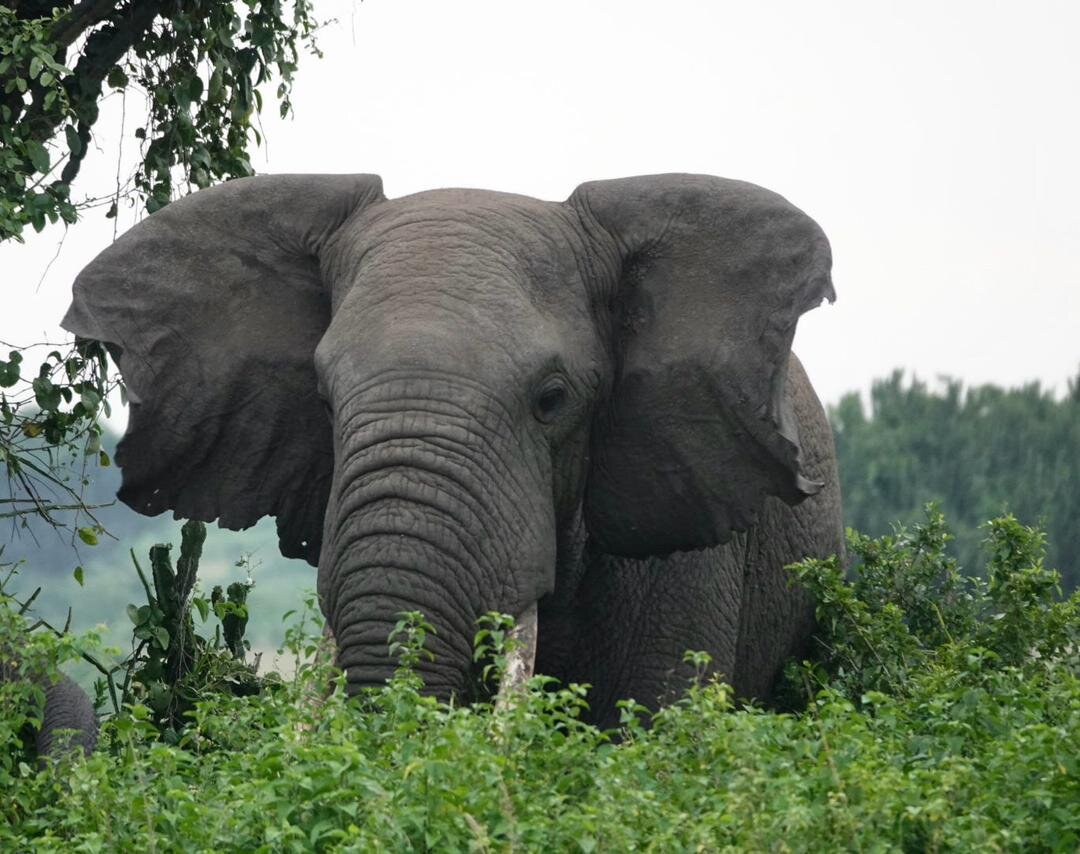 Queen Elizabeth National Park