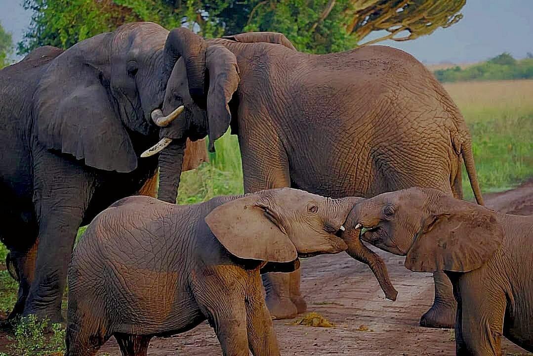 Queen Elizabeth National Park