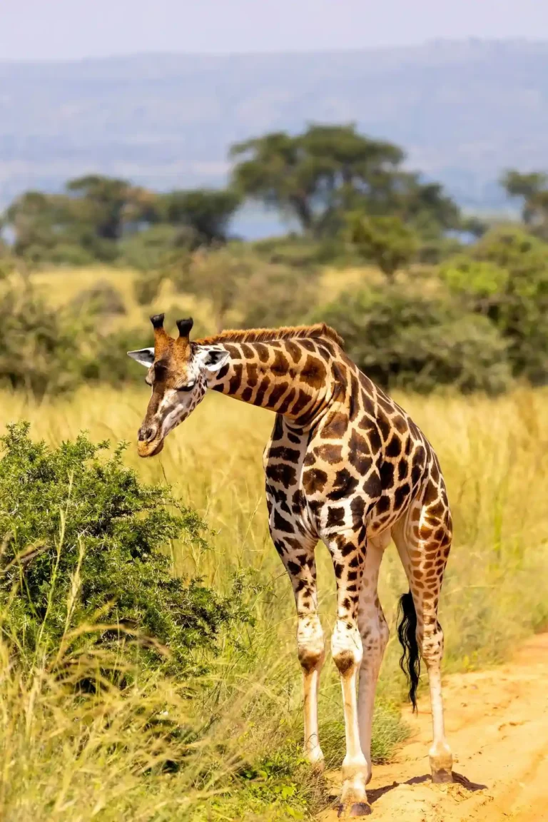 giraffe-7708377_1920-1920w