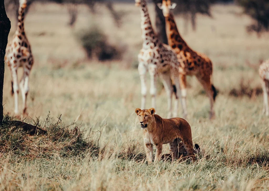 uganda-lioness in Murchison Falls National Park