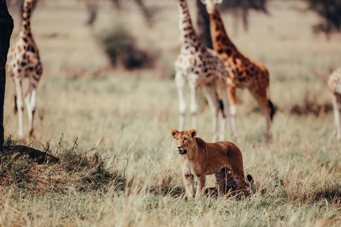 uganda-lioness in Murchison Falls National Park