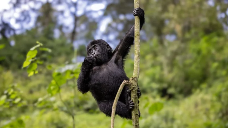 Booking Gorilla Trekking Permits