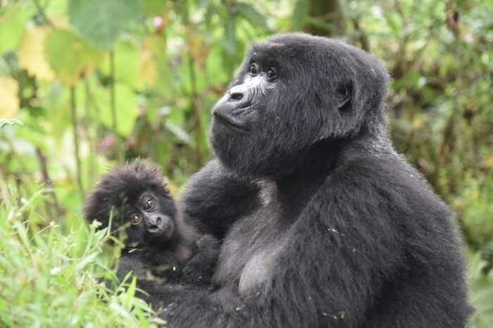 4-Day Gorilla & Queen Elizabeth Tour