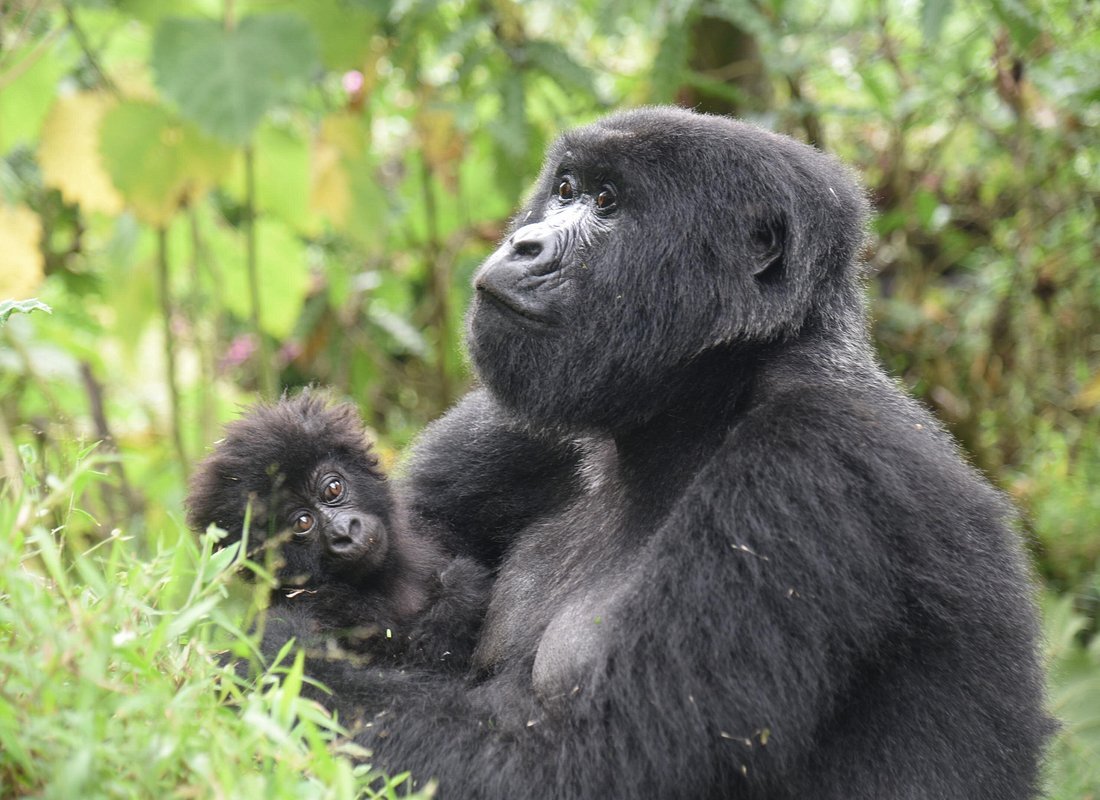 Bwindi.jpg