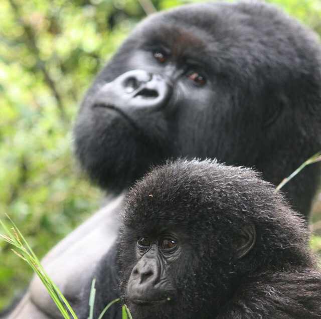 Bwindi's gorilla Families and trekking sectors