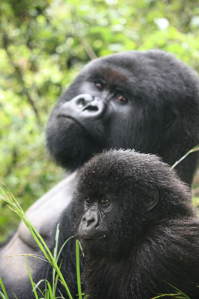 Bwindi's gorilla Families and trekking sectors