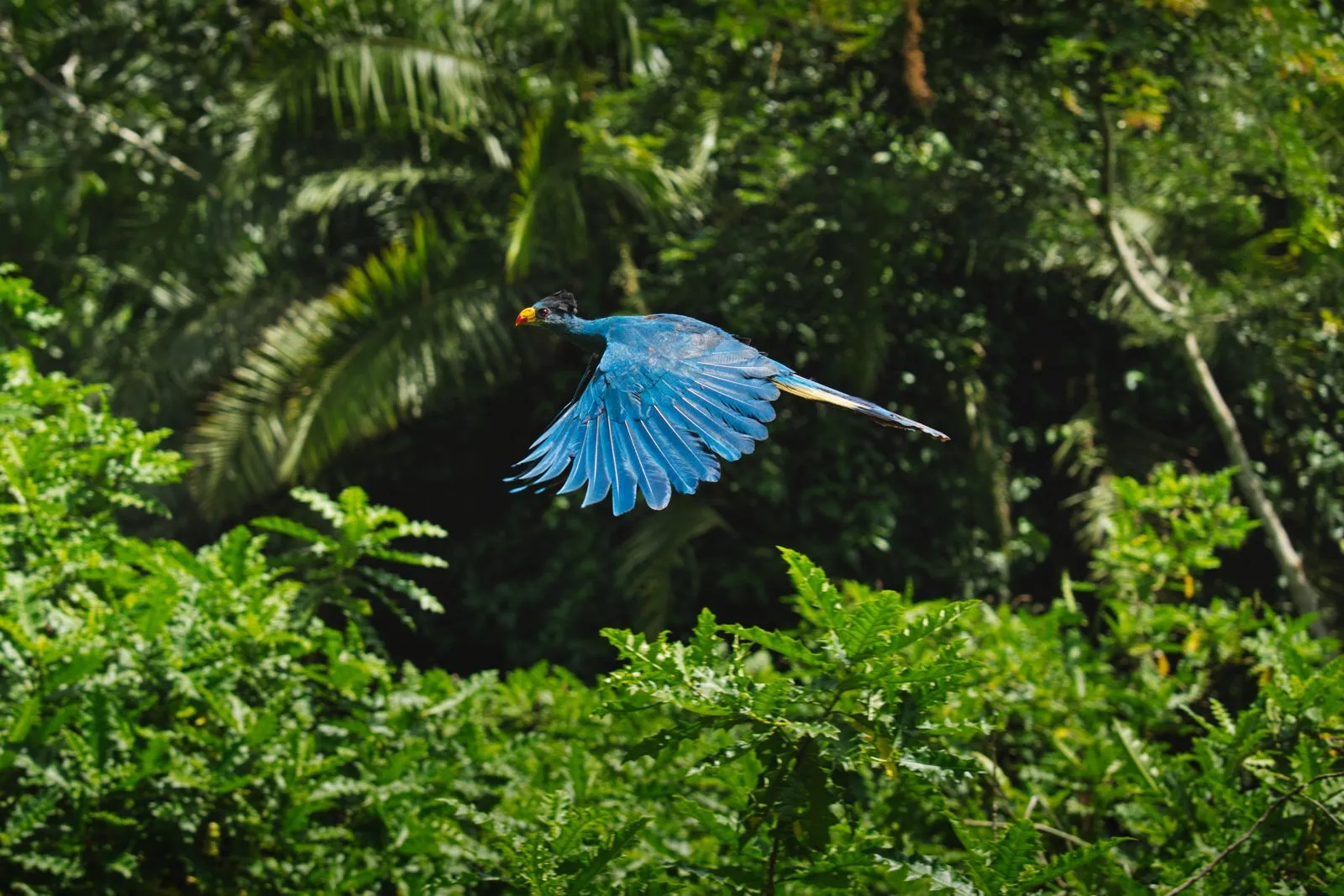 bird watching in Bwindi Impenetrable Forest National Park