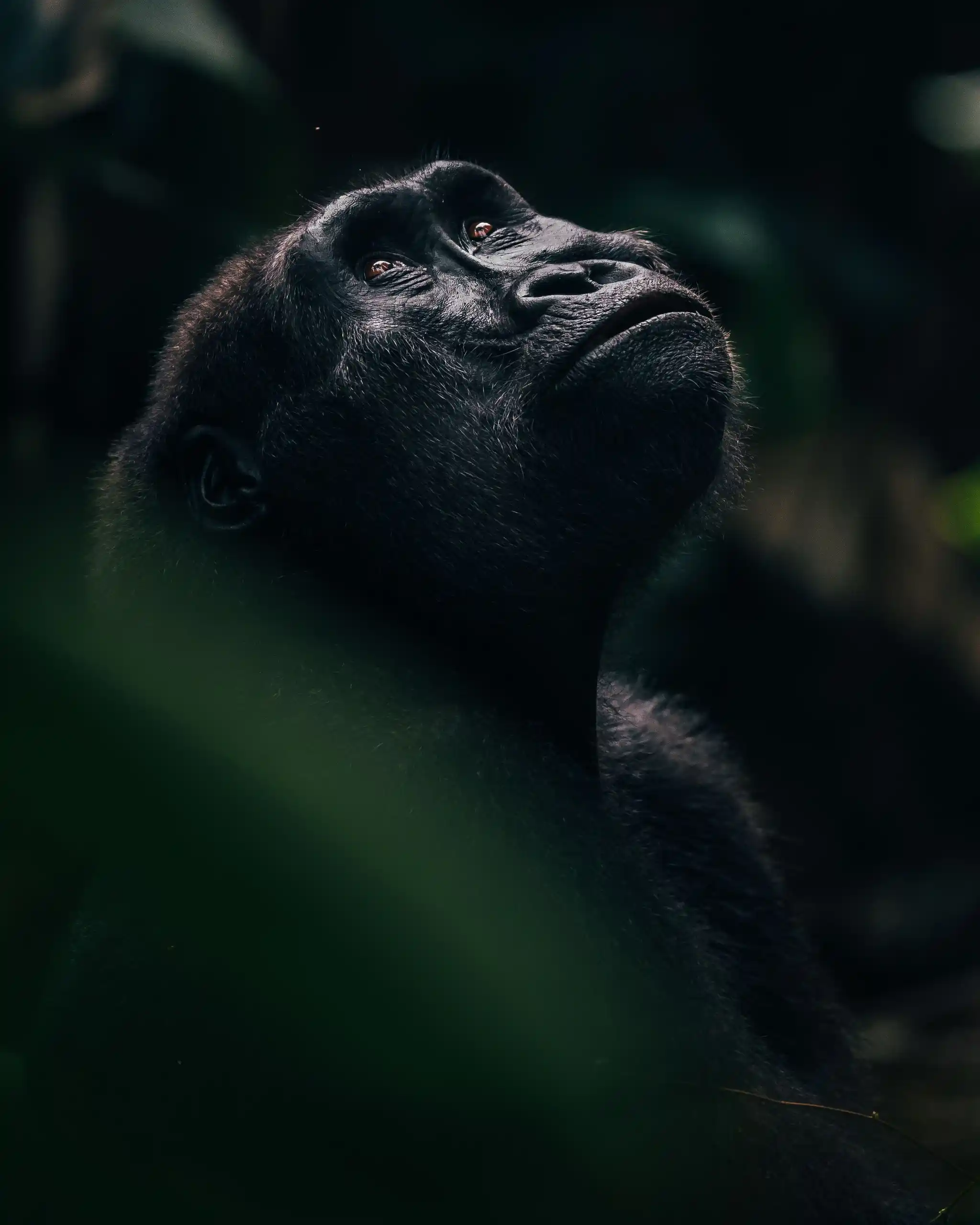Bwindi