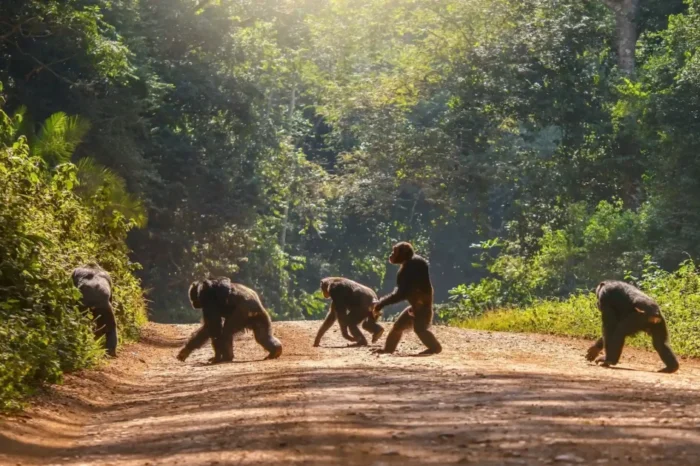 Classic 10-Day Uganda Safari; Gorillas, Chimpanzees & Wildlife