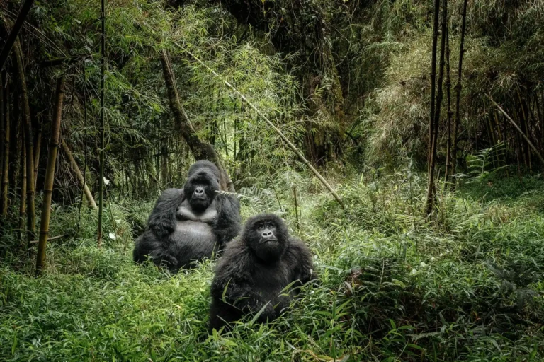Choose Uganda Safaris Gorilla Trekking In Mgahinga Gorilla National Park (1)