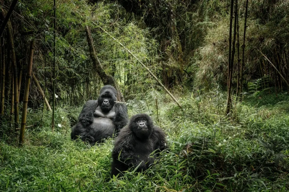 Choose Uganda Safaris Gorilla Trekking In Mgahinga Gorilla National Park (1)