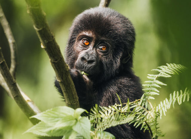 6 Day Uganda Wildlife & Gorilla Trekking Safari