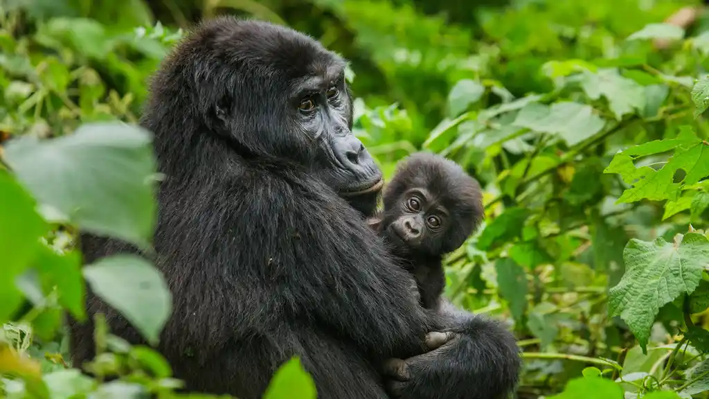 Explore Bwindi’s Gorilla Families and Sectors—26 unique groups across Buhoma, Ruhija, Rushaga & Nkuringo. Plan your trek for a once-in-a-lifetime adventure!