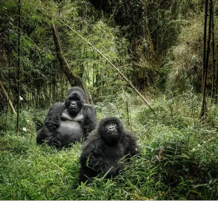 Gorilla Habituation Experience In Bwindi (1)