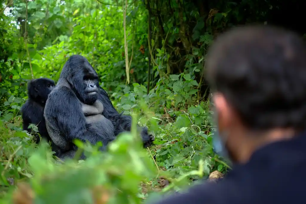 Gorilla Habituation Experience In Bwindi