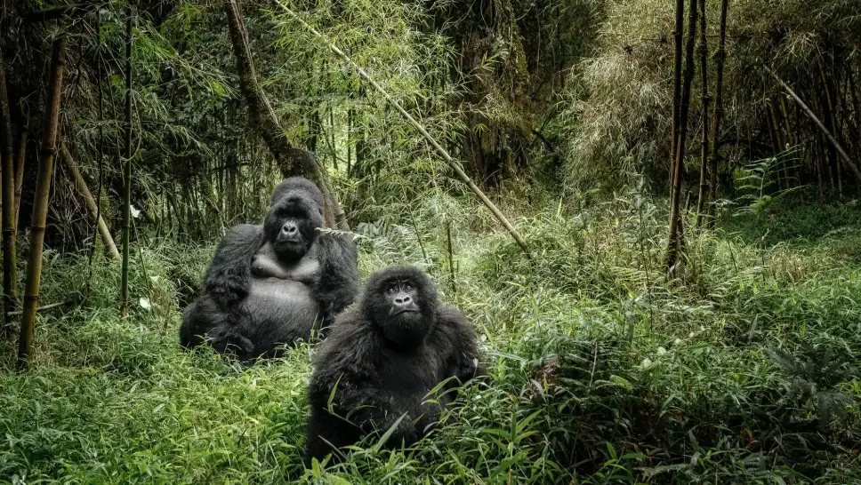 Gorilla Habituation Experience In Bwindi