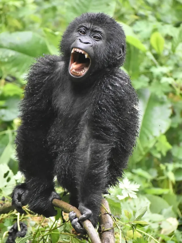 3 Day Gorilla Trekking Uganda