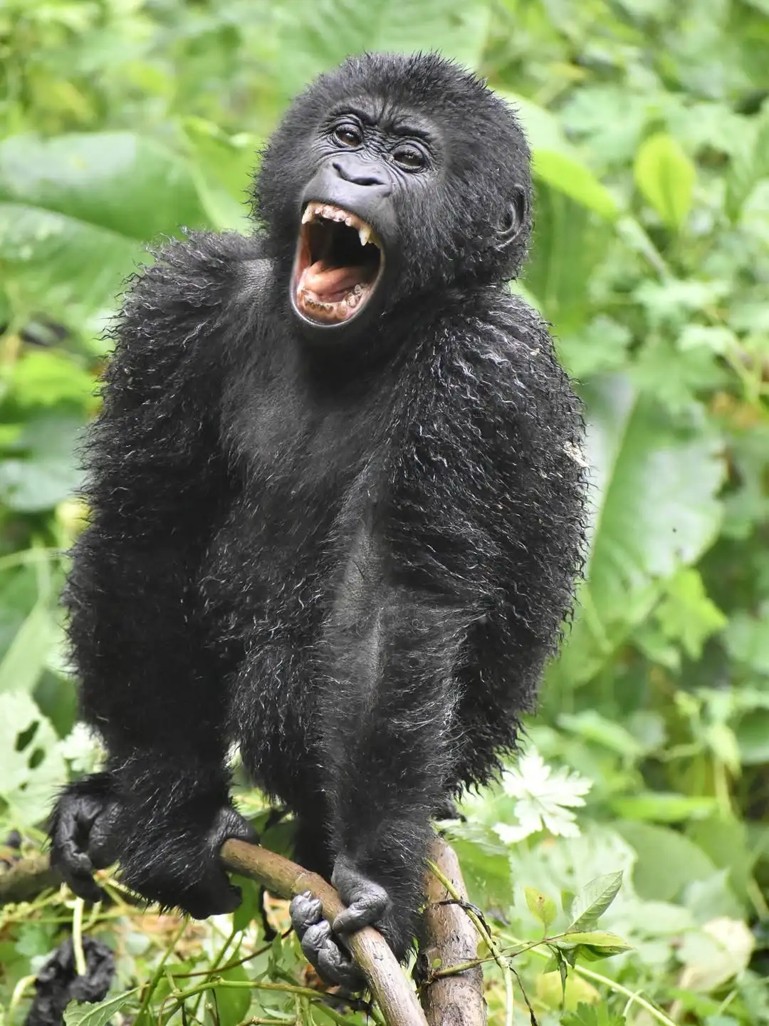 3 Day Gorilla Trekking Uganda