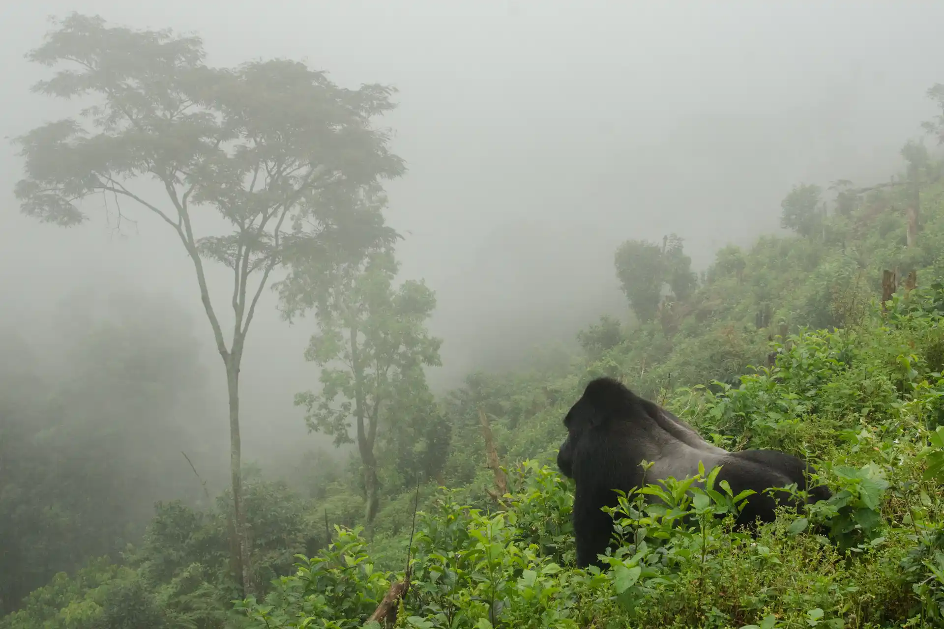 Gorilla-trekking-in-Bwindi-Impenetrable-Forest-1024x682