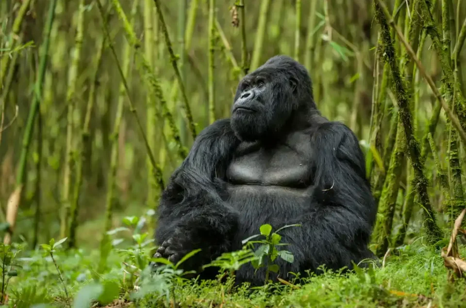 Gorilla-trekking-in-Bwindi-Impenetrable-Forest-1024x682