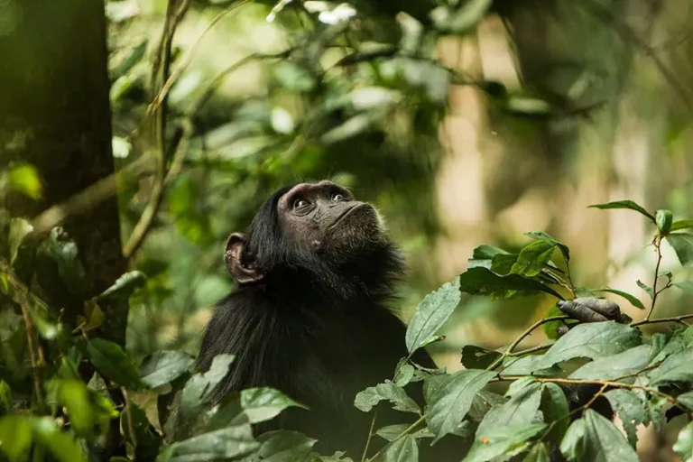 Kilbale-Primate-Lodge-chimp-trekking