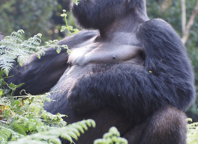 12 Days Best Of Uganda Safari