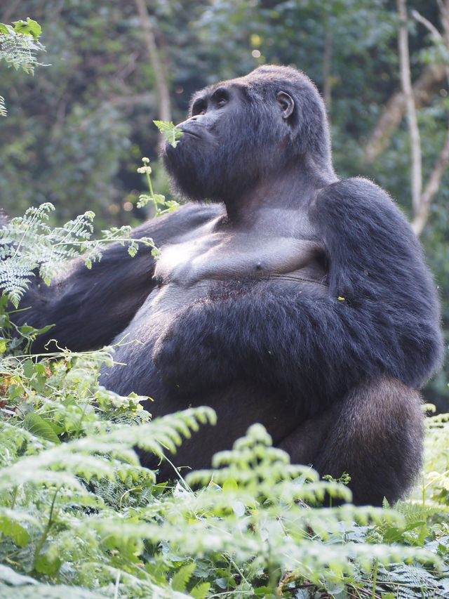 Bwindi's gorilla families and trekking sectors