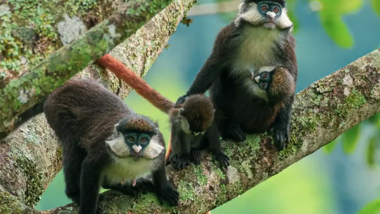 Red-tailed monkeys in Kibale Forest National Park