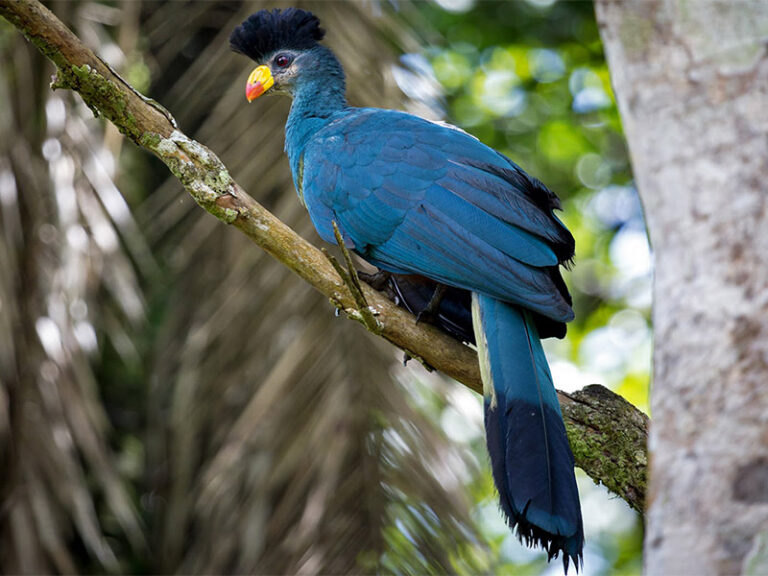 A Great Blue Turaco Bird
