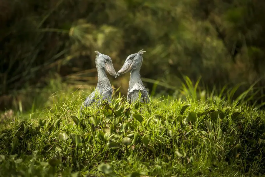 shoebill birding watching in Murchison Falls National Park delta area