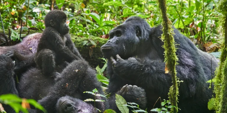 Explore a 2 Day Gorilla Trekking Safari in Uganda from Kigali—scenic drives, crater lakes & close encounters with wild mountain gorillas